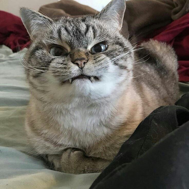 Злой кот