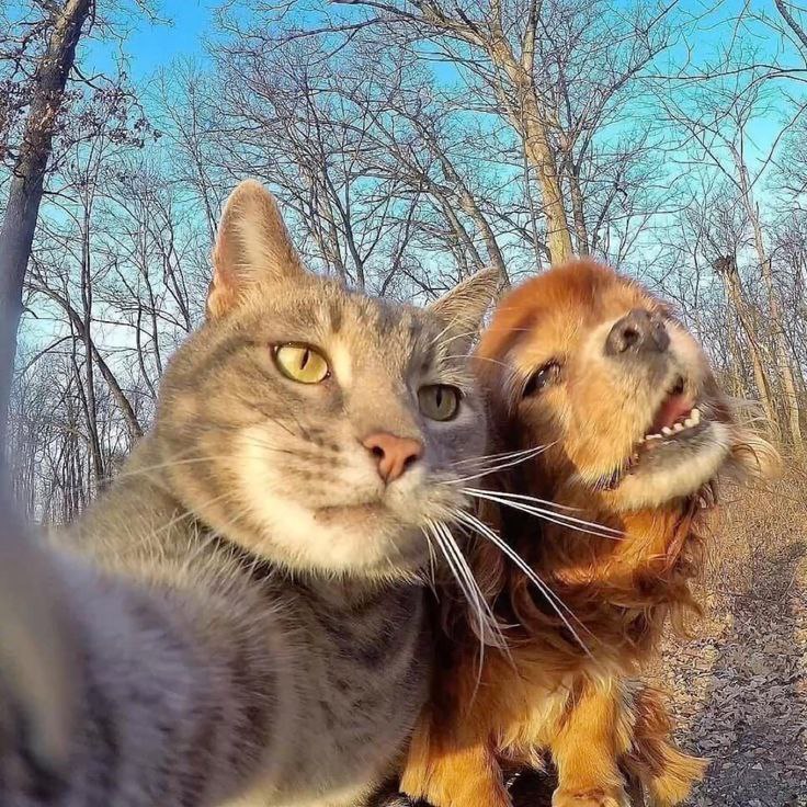 Кот и собака делают фото