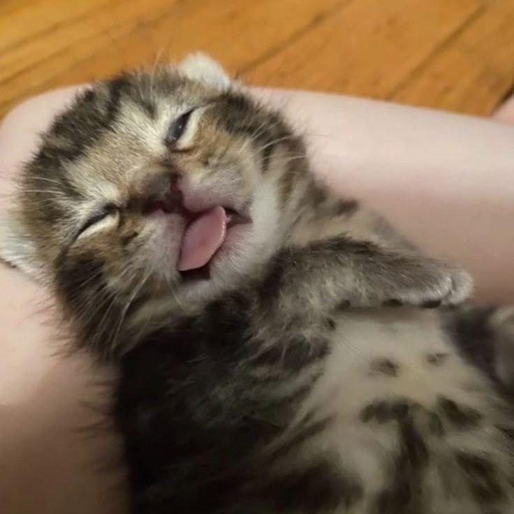 Сонный котенок