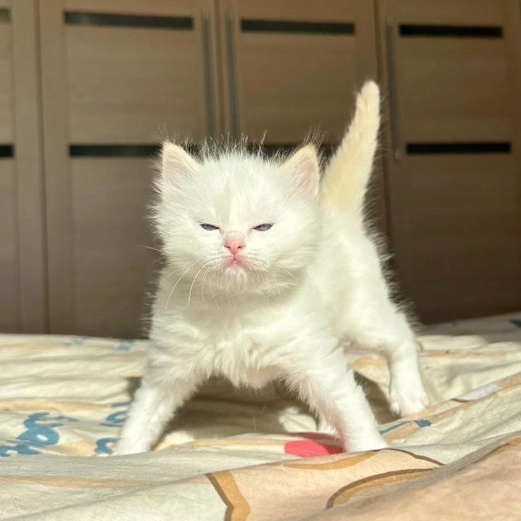 Белый котенок встал на дыбы